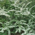 Cotoneaster veitchii P15